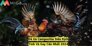 Da Ga Campuchia Sieu Kich Tinh Va Gay Can Nhat 2024 fotor 20241209204157