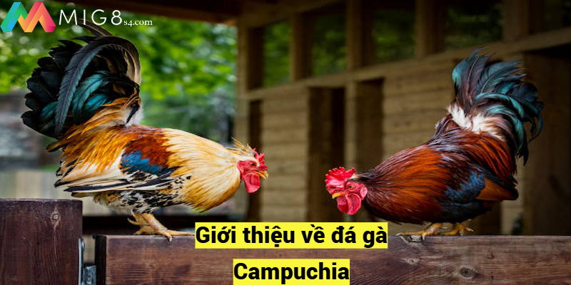 Đá Gà Campuchia Siêu Kịch Tính Và Gay Cấn Nhất 2024 Giới thiệu về đá gà Campuchia