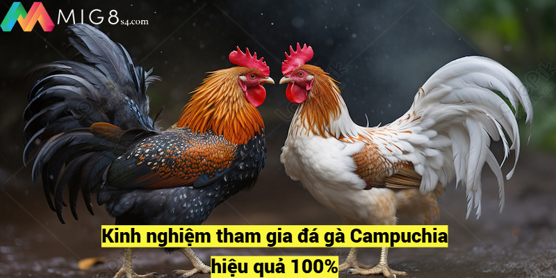 Đá Gà Campuchia Siêu Kịch Tính Và Gay Cấn Nhất 2024 Kinh nghiệm tham gia đá gà Campuchia hiệu quả 100%