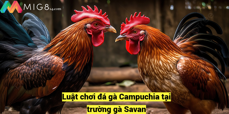 Đá Gà Campuchia Siêu Kịch Tính Và Gay Cấn Nhất 2024 Luật chơi đá gà Campuchia tại trường gà Savan