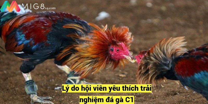 Đá Gà C1 – Chia Sẻ Bí Quyết Chọi Gà Bất Bại Từ Các Cao Thủ Lý do hội viên yêu thích trải nghiệm đá gà C1
